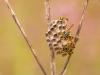 Polistes gallicus